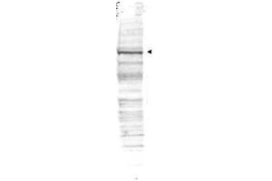 Western blot using  Affinity Purified anti-cdc27 antibody shows detection of a band ~90 kDa corresponding to human cdc27 (arrowhead).