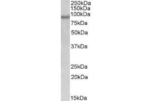 Image no. 2 for anti-Neuronal PAS Domain Protein 4 (NPAS4) (Internal Region) antibody (ABIN571282)