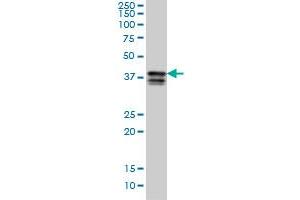 PCBP2 antibody  (AA 1-362)
