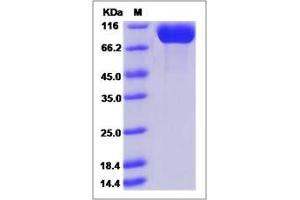 Image no. 1 for Dipeptidyl-Peptidase 4 (DPP4) (AA 34-766) protein (His tag) (ABIN2003230)