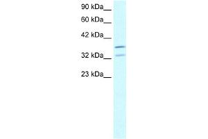 Image no. 2 for anti-Forkhead Box L1 (FOXL1) (N-Term) antibody (ABIN2779555)