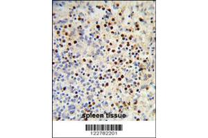 Image no. 1 for anti-MyoD Family Inhibitor Domain Containing (MDFIC) antibody (ABIN2445556)