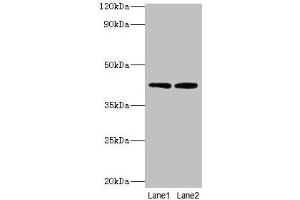 LIAS antibody  (AA 28-372)
