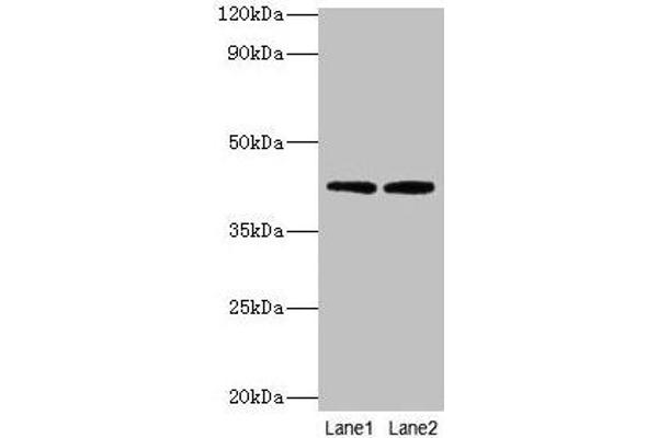 LIAS antibody  (AA 28-372)