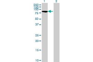 Image no. 1 for anti-Polo-Like Kinase 1 Substrate 1 (PLK1S1) (AA 1-570) antibody (ABIN527739)