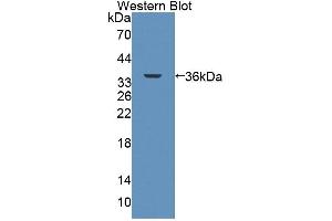 Image no. 2 for anti-ATP-Binding Cassette, Sub-Family B (MDR/TAP), Member 7 (ABCB7) (AA 472-752) antibody (ABIN5013186)