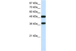 Image no. 1 for anti-POU Class 3 Homeobox 2 (POU3F2) (C-Term) antibody (ABIN2792618)
