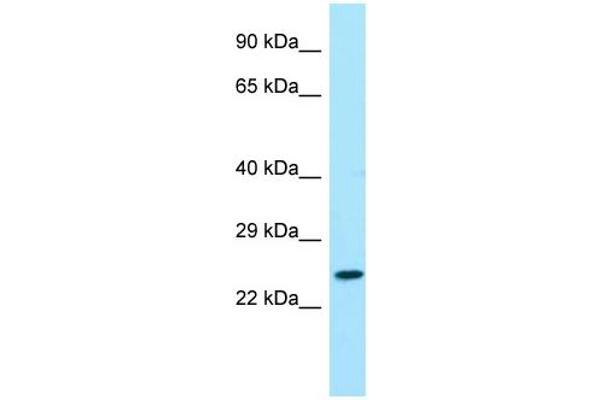 Mesogenin 1 抗体  (C-Term)