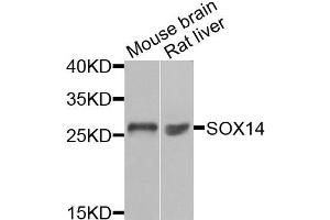 Image no. 1 for anti-SRY (Sex Determining Region Y)-Box 14 (SOX14) antibody (ABIN2560082)