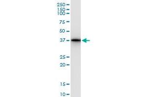 Image no. 1 for anti-Leucine Zipper Transcription Factor-Like 1 (LZTFL1) (AA 1-299) antibody (ABIN527126)
