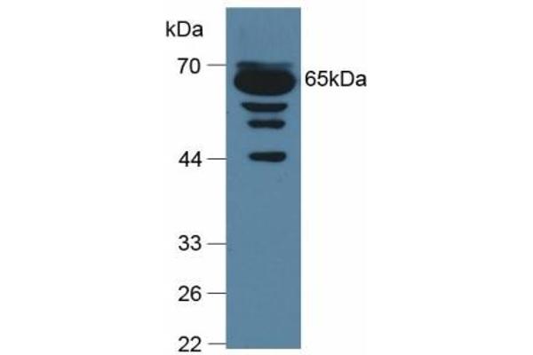 C9 antibody  (AA 136-512)