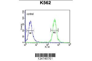 Image no. 2 for anti-Transcriptional Regulating Factor 1 (TRERF1) antibody (ABIN2497661)