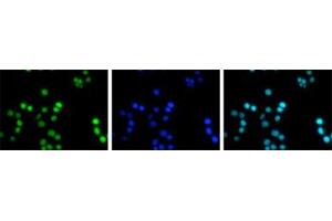 Image no. 1 for anti-Histone Cluster 1, H3a (HIST1H3A) (acLys4) antibody (ABIN5773854)