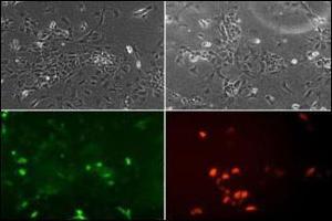 Image no. 3 for anti-Neuronal Differentiation 1 (NEUROD1) (AA 15-45) antibody (ABIN2451575)