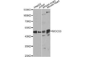Image no. 1 for anti-Molybdenum Cofactor Synthesis 3 (MOCS3) antibody (ABIN6143940)