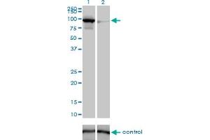 Image no. 4 for anti-Mitofusin 1 (MFN1) (AA 1-741) antibody (ABIN527615)