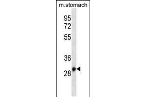 Image no. 1 for anti-Homeobox C12 (HOXC12) (AA 70-98) antibody (ABIN5532583)