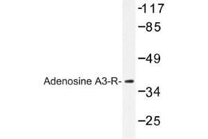 Image no. 1 for anti-Adenosine A3 Receptor (ADORA3) antibody (ABIN317625)