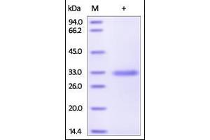 MBP/MBL Protein (AA 21-248) (His tag)