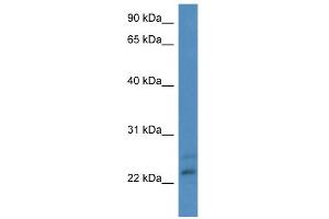 CBR4 antibody  (N-Term)