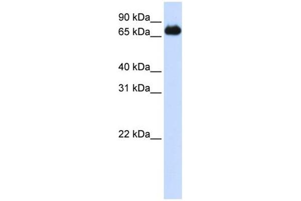 Forkhead Box K2 Antikörper  (Middle Region)