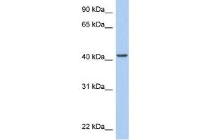 Image no. 1 for anti-AT Rich Interactive Domain 3C (BRIGHT-Like) (ARID3C) (C-Term) antibody (ABIN2784169)