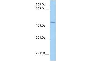 Image no. 1 for anti-Leucine Rich Repeat (In FLII) Interacting Protein 2 (LRRFIP2) (N-Term) antibody (ABIN2784254)