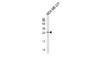 Image no. 3 for anti-T Cell Receptor beta Chain (TCRb) (AA 67-94) antibody (ABIN656127)