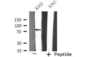 Image no. 2 for anti-Ras and Rab Interactor 1 (RIN1) (C-Term) antibody (ABIN6257477)