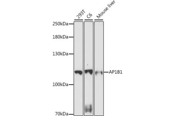 AP1B1 antibody  (AA 700-800)