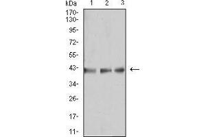 Image no. 3 for anti-beta-1,3-Glucuronyltransferase 1 (Glucuronosyltransferase P) (B3GAT1) (AA 193-334) antibody (ABIN5542603)