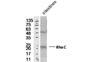 Image no. 2 for anti-Ras Homolog Gene Family, Member C (RHOC) (AA 101-193) antibody (ABIN687157)