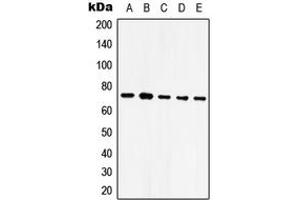 Image no. 1 for anti-Heat Shock 70kDa Protein 9 (Mortalin) (HSPA9) (C-Term) antibody (ABIN2704865)