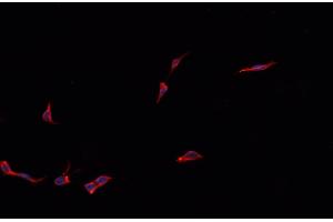 Image no. 2 for anti-Potassium Large Conductance Calcium-Activated Channel, Subfamily M, beta Member 1 (KCNMB1) antibody (ABIN6262754)