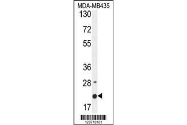 anti-Membrane-Spanning 4-Domains, Subfamily A, Member 4 (MS4A4A) (AA 37-64), (N-Term) antibody