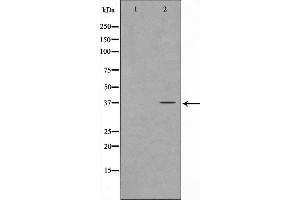 Image no. 1 for anti-Forkhead Box L1 (FOXL1) antibody (ABIN6261793)