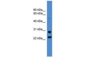 Image no. 1 for anti-Malectin (MLEC) (AA 214-263) antibody (ABIN6745495)