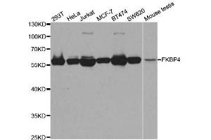 Image no. 7 for anti-FK506 Binding Protein 4, 59kDa (FKBP4) antibody (ABIN6140658)