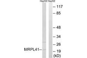 Image no. 1 for anti-Mitochondrial Ribosomal Protein L41 (MRPL41) (AA 81-130) antibody (ABIN1534530)