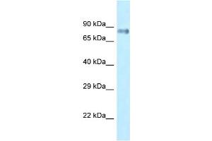 Image no. 1 for anti-Leucine Rich Repeat (In FLII) Interacting Protein 1 (LRRFIP1) (C-Term) antibody (ABIN2784255)