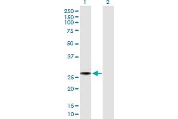 C4orf43 anticorps  (AA 1-203)
