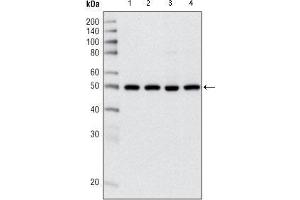Image no. 2 for anti-Histone Deacetylase 3 (HDAC3) (AA 224-428) antibody (ABIN969188)