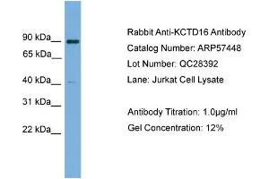 KCTD16 Antikörper  (N-Term)