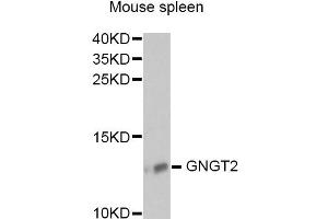 Image no. 1 for anti-Guanine Nucleotide Binding Protein (G Protein), gamma Transducing Activity Polypeptide 2 (GNGT2) antibody (ABIN6292958)