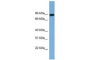 Image no. 1 for anti-Actin Filament Associated Protein 1 (AFAP1) (Middle Region) antibody (ABIN632106)