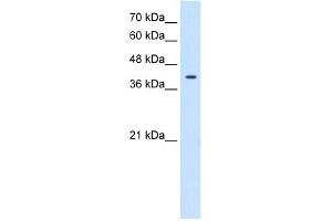 Image no. 1 for anti-Tetraspanin 12 (TSPAN12) (Middle Region) antibody (ABIN2782782)