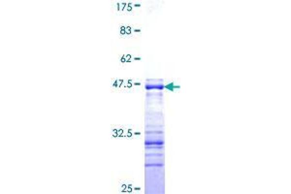 SHC (Src Homology 2 Domain Containing) Transforming Protein 2 (SHC2) (AA 718-829) protein (GST tag)