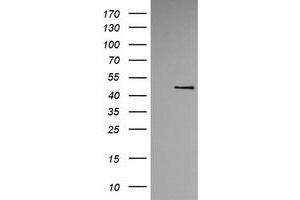 Image no. 1 for anti-tRNA 5-Methylaminomethyl-2-Thiouridylate Methyltransferase (TRMU) antibody (ABIN1501523)