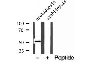 MAT1A antibody  (N-Term)
