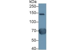 Ceruloplasmin anticorps  (AA 789-1065)